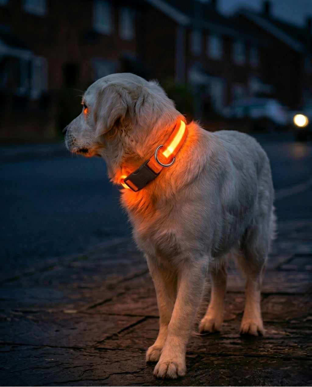 Glowing LED Dog Collar — Rechargeable, Night Safety - NEED VERIFICATION