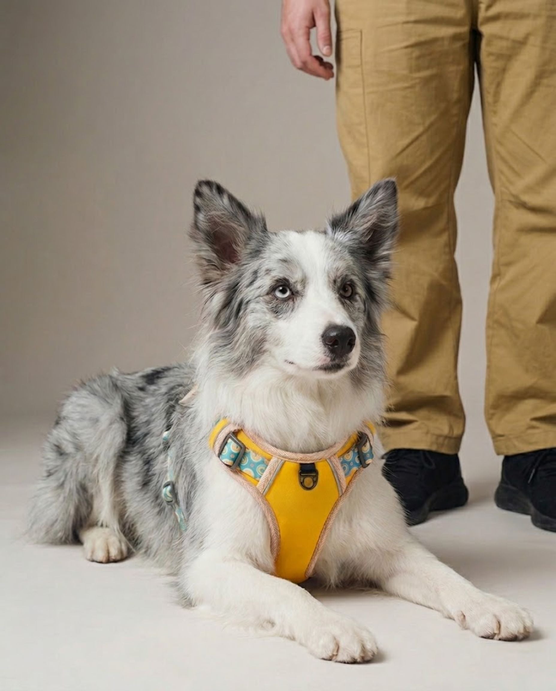 Padded Dog Harness & Lead — Reflective, All Breeds